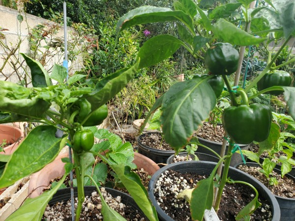 Chinese Giant Pepper