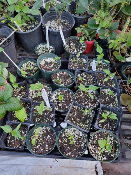 Burpee experimental #5 pepper seedlings leftover after planting the tower