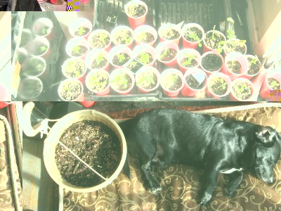 Here you can see some peppers and Mr Dog. I also have some Amaranthus growing in a hanging basket.