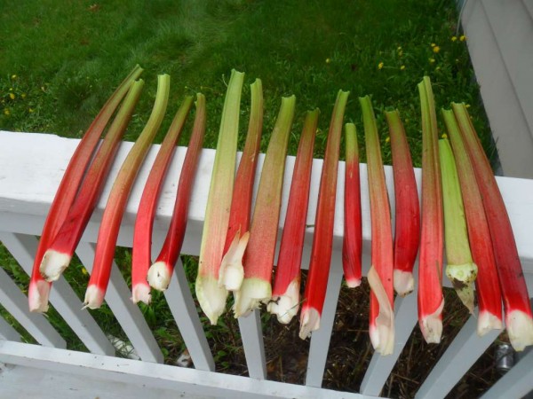 rhubarb  21.JPG