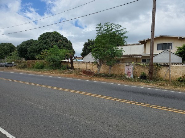 moringa growing along main road