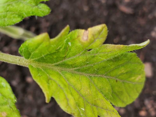 tomato-leaf-small.jpg