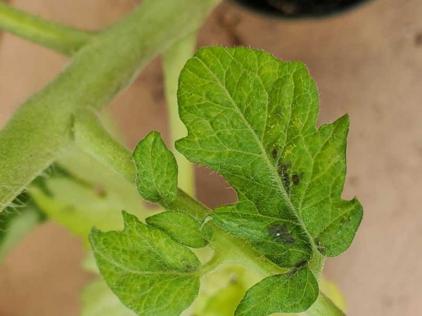 tomato-leaf-spots.jpg