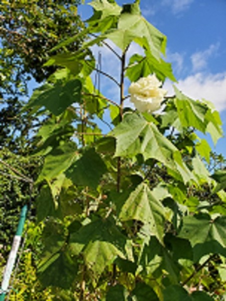 H. mutabilis aka dbl Confederate Rose