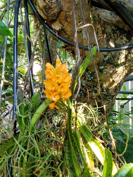 vanda Miniatum x self