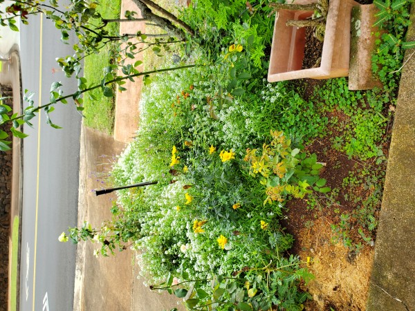 nectar and pollen garden built around my existing 7 roses.