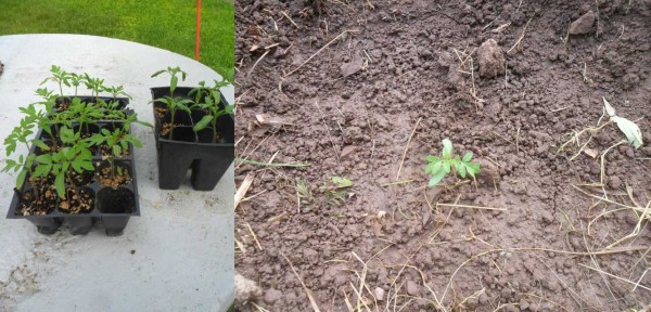 seedlings planted.jpg