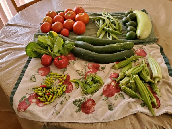 Hyotan and limes did not come from my garden.  Tomatoes, meyer lemon, superchile, Poamoho beans, cucumber, Okra, snow peas were part of this weeks' harvest.
