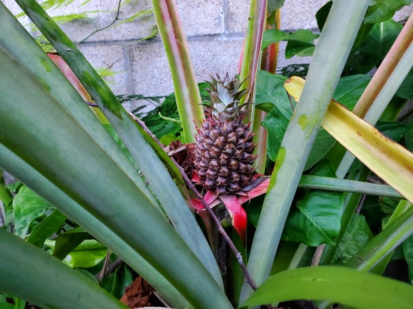 pineapple is a bromeliad.  This is just standing on the ground it is not in the ground or in a pot. I feed and water it in the leaf axils (cups)