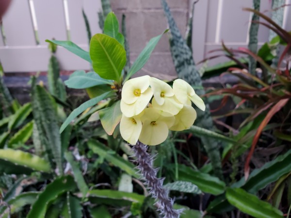 crown of thorns, dragonfruit, adenium, agave, hawarthia, echeveria, crassula are in pots but off in a corner by themselves.  Most of the pots are under 6 inches. I use cinder for media.