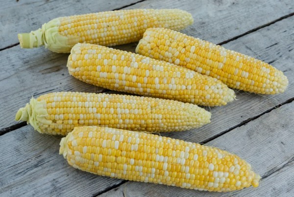 g90-sweet-corn.jpg