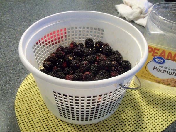 100_0663.JPG