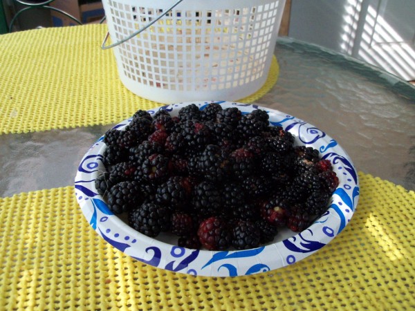 100_0683.JPG