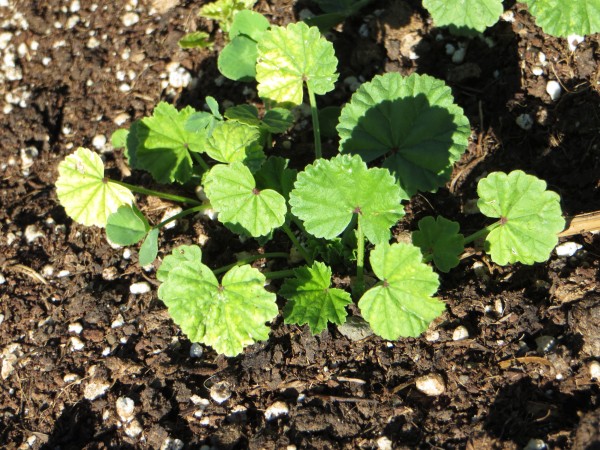 Raised_Bed_Weeds.JPG