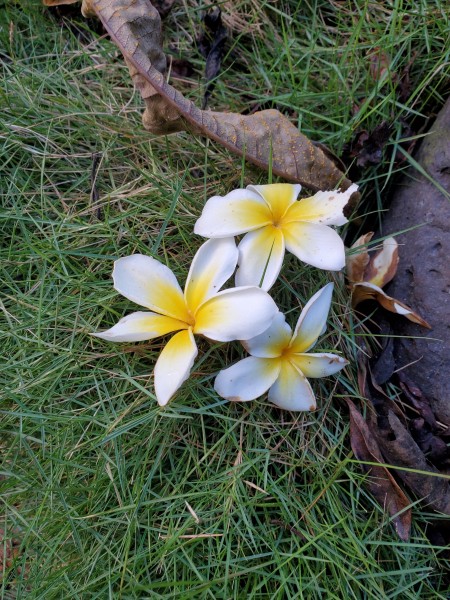 yellow plumeria