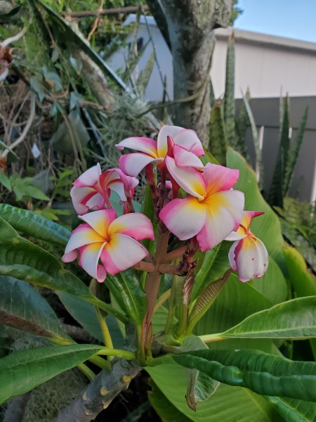 yellow with pink edge plumeria