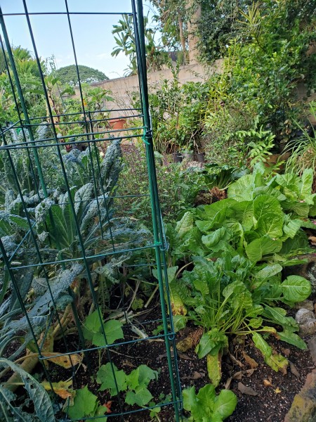 main garden.  Progress cucumber planted under trellis, semposai cabbage and in the background the newly planted peppers.