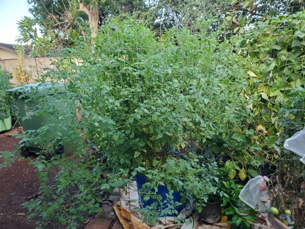 red currant tomato. Already has some ripe fruit on the bottom