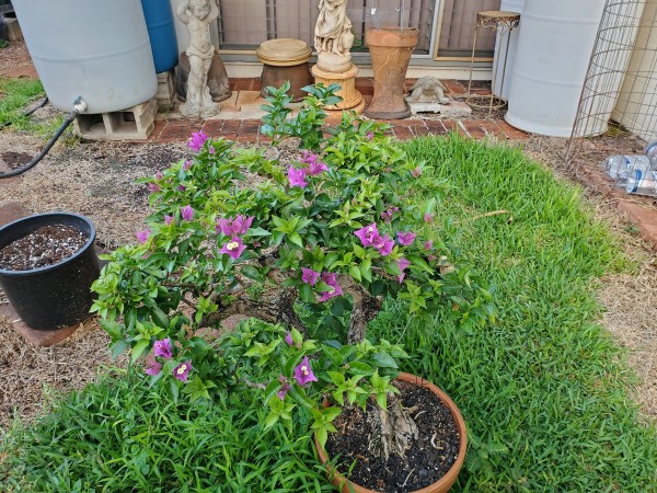 bougainvillea before trimming