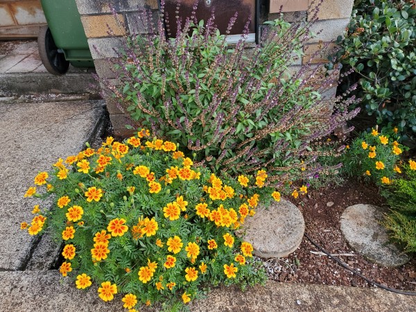 marigold and Thai basil by mailbox