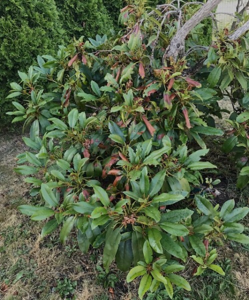 M.W. rhody bottom leaves are scorched