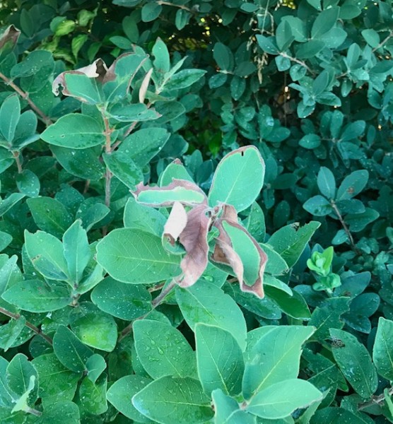 H.B. scorched leaves