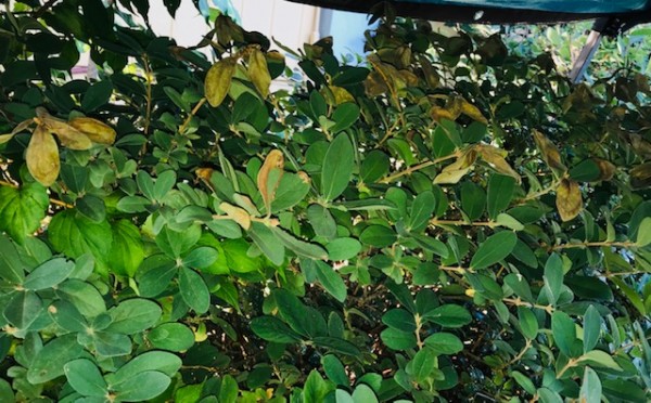 H.B. scorched leaves