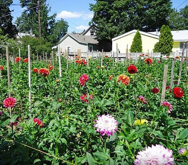 dahlias.jpg