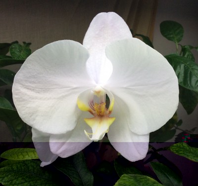 Phalaenopsis Orchid