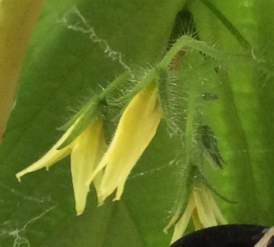 Winter Indoor Tomatoes -- this one is Coyote (Not)