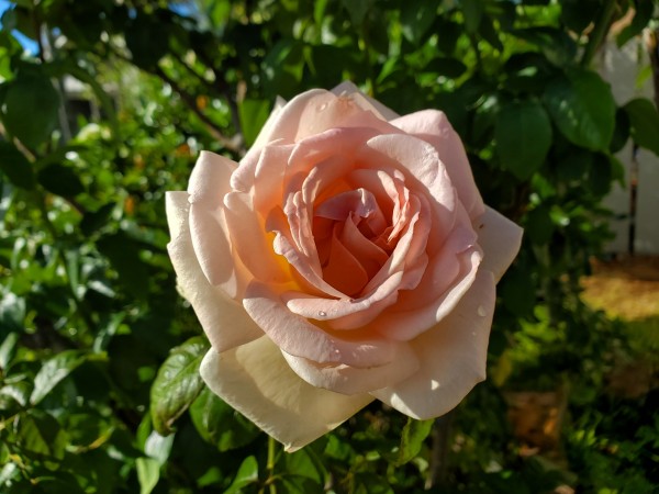 Hybrid Tea Francis Meilland