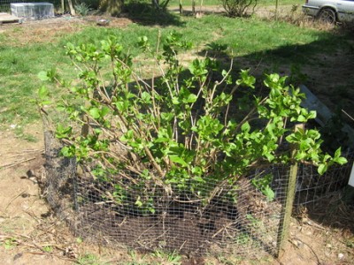 Hydrangea_Small_.jpg