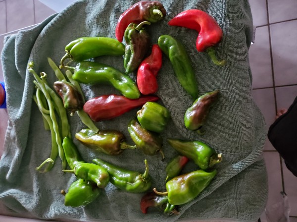 peppers, and beans harvested today