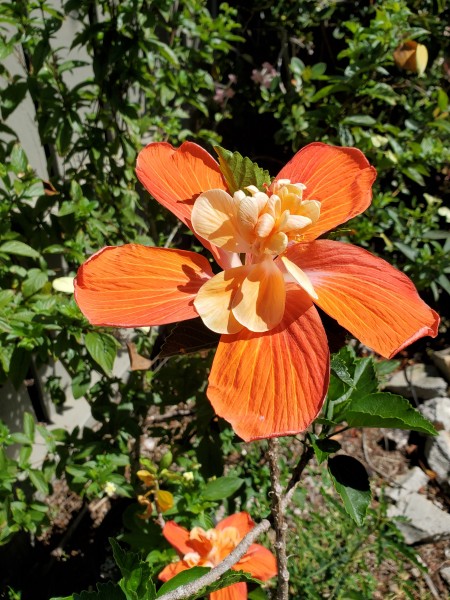 hibiscus Princess Michiko