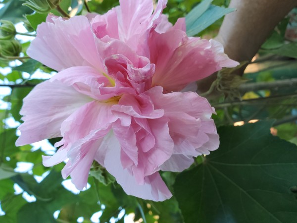 Hibiscus mutabilis in the afternoon it changes from white in the morning.  At mid day it is tinged with pink.  By the next day it will be cerise pink