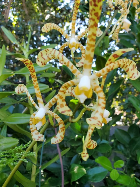 This vanda blooms 3-4 times a year.  It is over 5 ft tall and I don't know the name.  I also have the renenthera in bloom, but it is over 12 ft tall and I cannot get a close picture because it is blooming in the top of my plumeria tree.