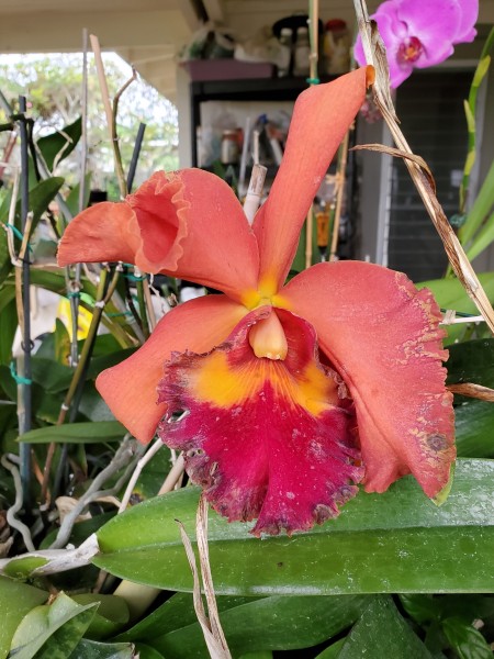 catleya with thrip damage. Dark shriveled on edges of petals and scars on petals.