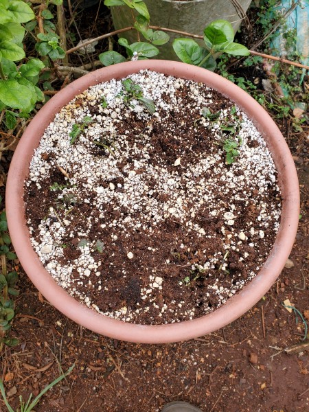 mint replanted. Leaves were showing fungal damage. Soil was too wet. Repotted in peatlite
