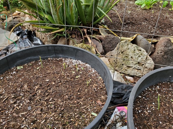 snails wiped out bean seedling in both containers