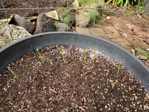 bean seedlings eaten by snail