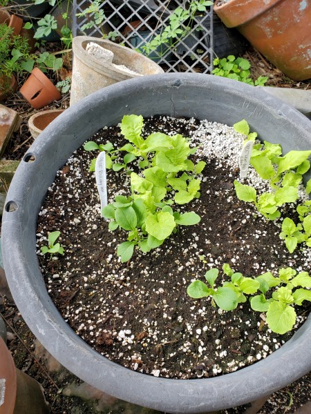 bok choy and Tokyo bekana