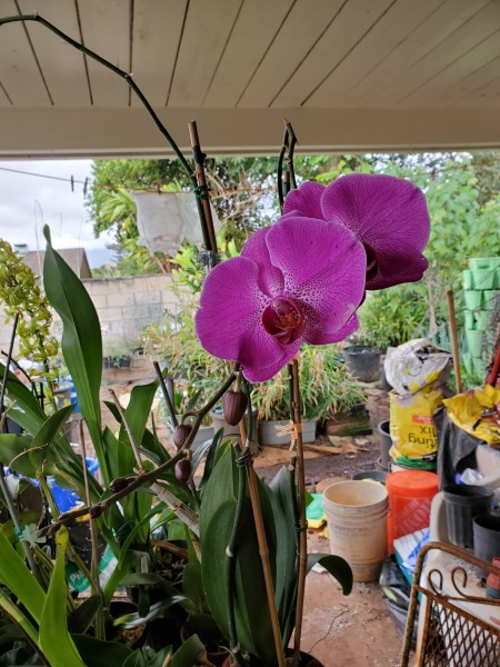 Phalaenopsis starting to open