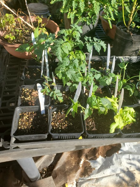 Seedlings ready to plant out