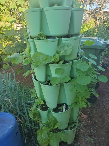 Tower garden has a few empty pockets to replant but is otherwise growing out