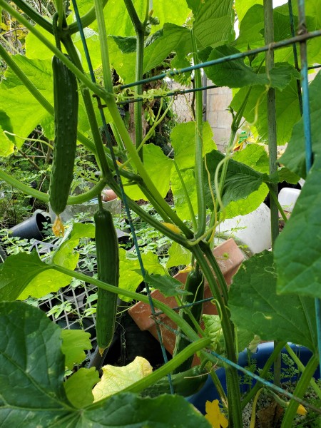 Soarer Cucumbers.  I think I have about 6 that are big enough to count and a lot more flowers.