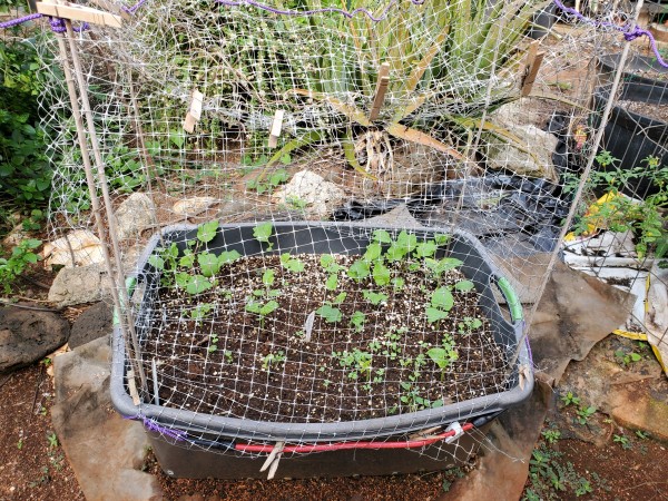 Replanted 48 quart container the snails and birds decimated.  Survivors are some of the gai lan. Planted some bush beans and pak choi.  I put up a cover made with bamboo stakes and plastic construction fencing.  It is clamped on with clothes pins so I can get into it.  So far, the birds and snails have left things alone.  I have caught a few snails (2-3) a day.