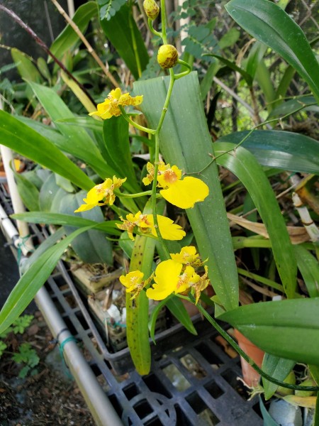Oncidium cultivar on my orchid bench.
