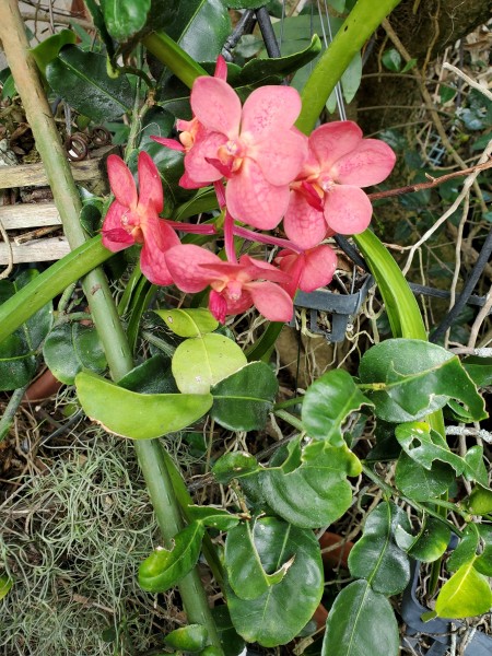 noname vanda.  Probably and ascocenda I got from Walmart or Home Depot.  It is hard to identify unknown hybrids.<br />This plant is only about 6 inches tall in a 4 inch basket.