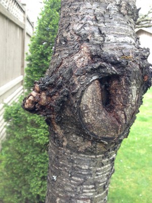 Closer look of the tree lump