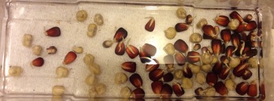 Germinated corn in water to keep from drying out while sowing... also from tangling roots